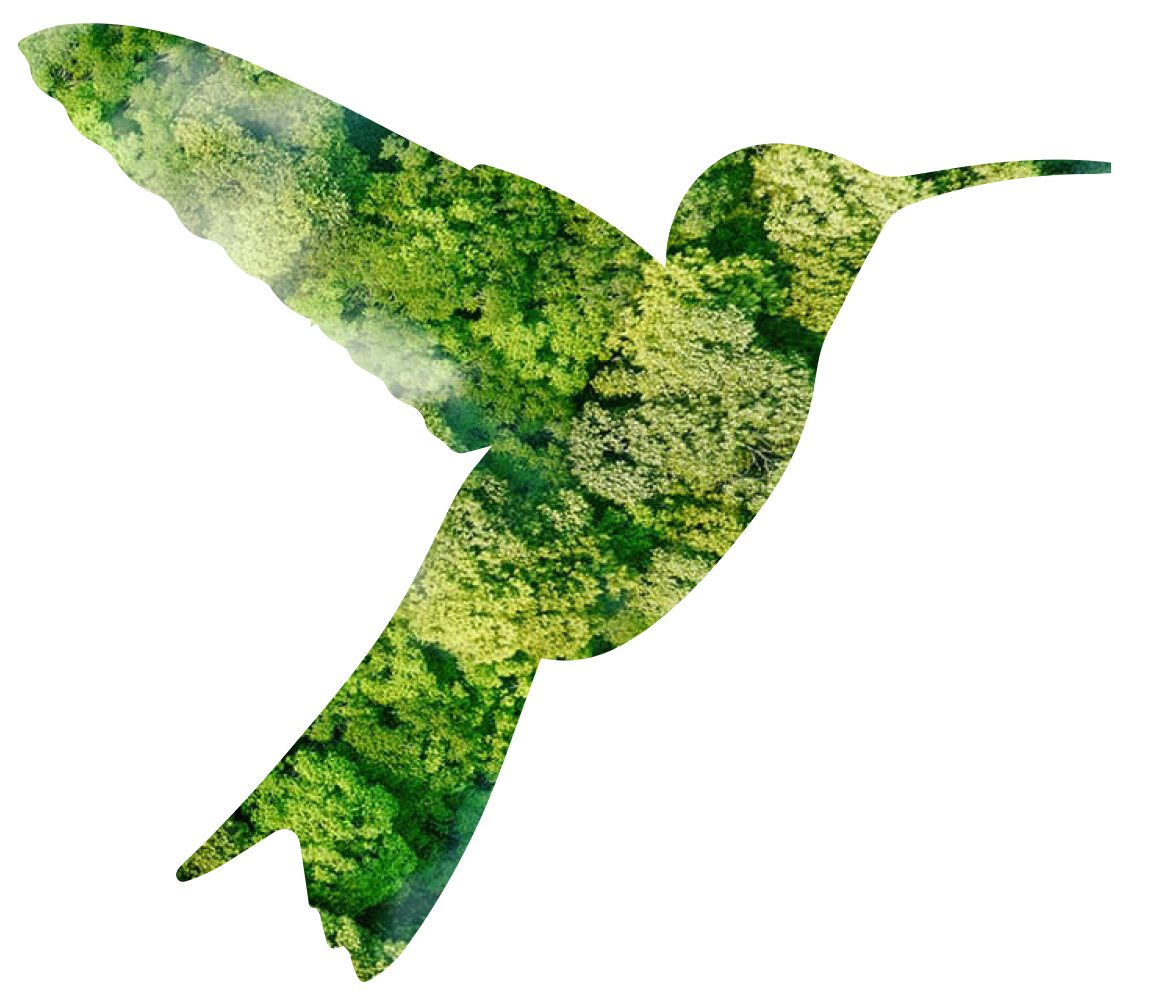 Kolibri-Logo in Grün